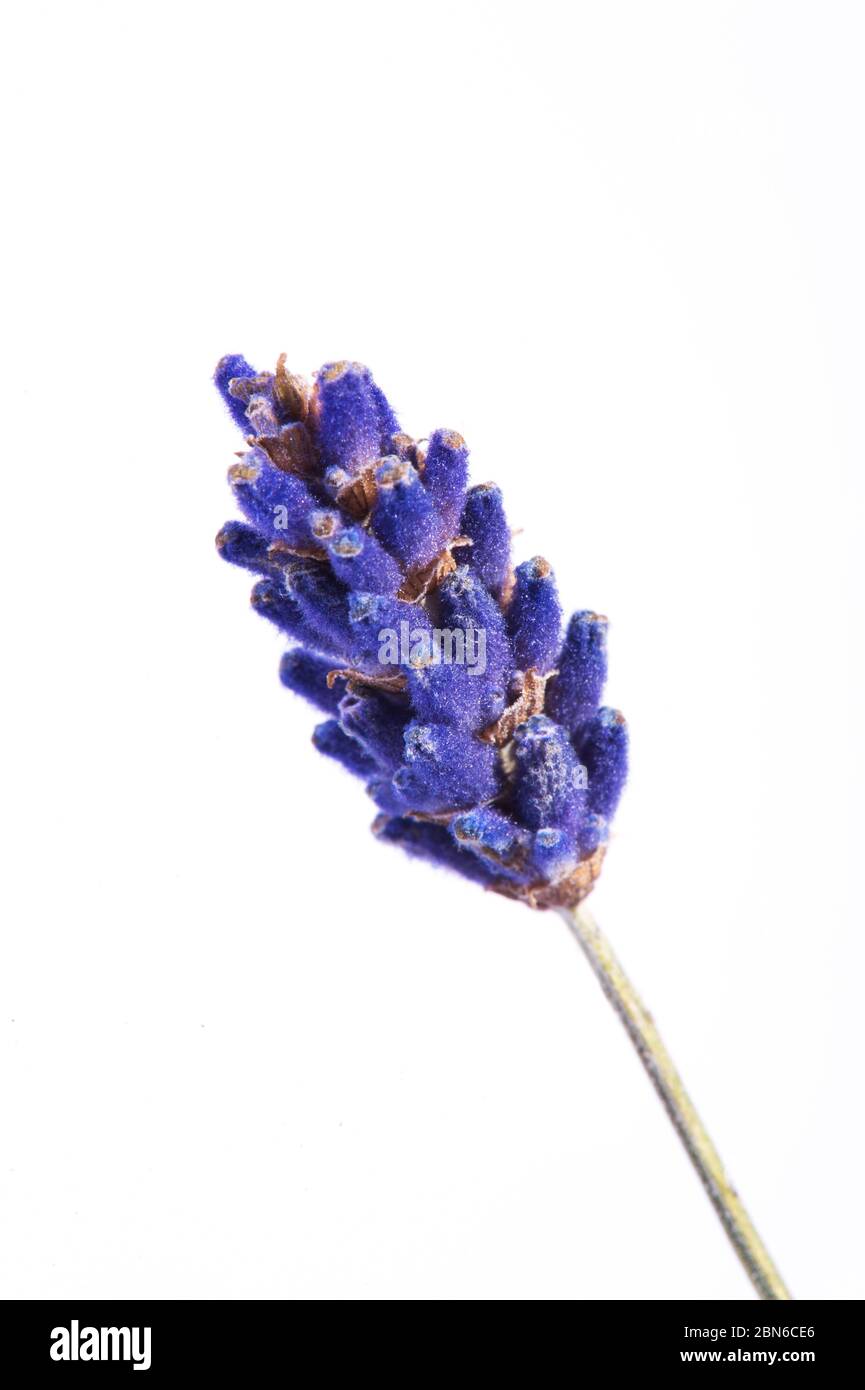 Nahaufnahme Foto von Lavendel Blume isoliert auf weißem Hintergrund Stockfoto