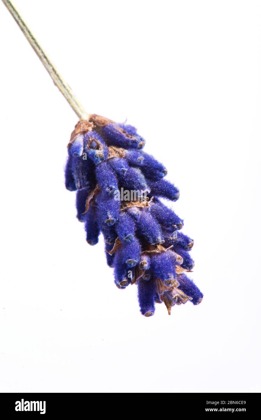 Nahaufnahme Foto von Lavendel Blume isoliert auf weißem Hintergrund Stockfoto