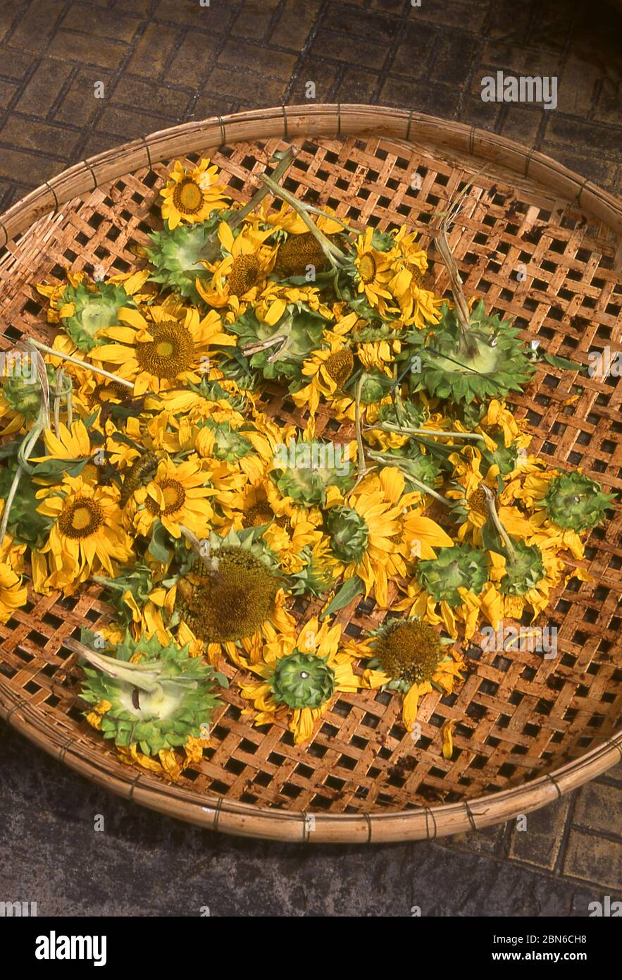 Vietnam: Sonnenblumen trocknen in der Sonne vor einem Haus in Rach Gia, Provinz Kien Giang, Mekong Delta. Helianthus (Sonnenblume) ist eine Pflanzengattung Stockfoto