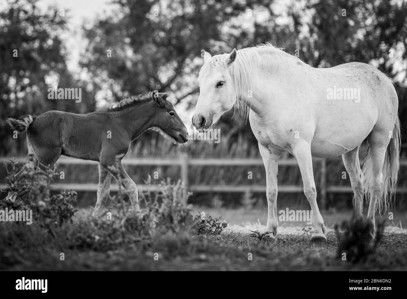 Camargue Pferde im Süden Frankreichs Stockfoto