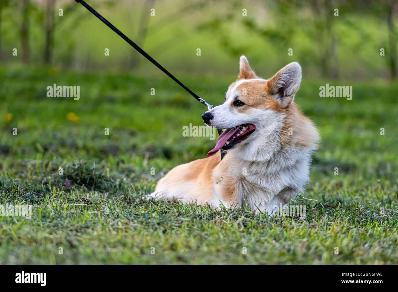 Der Welsh Corgi Pembroke eine Leine wandert an einem sonnigen Frühlingstag durch eine grüne Wiese Stockfoto