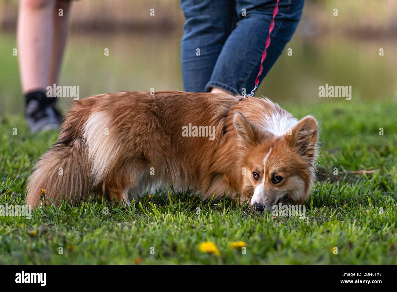 Der Welsh Corgi Pembroke eine Leine wandert an einem sonnigen Frühlingstag durch eine grüne Wiese Stockfoto