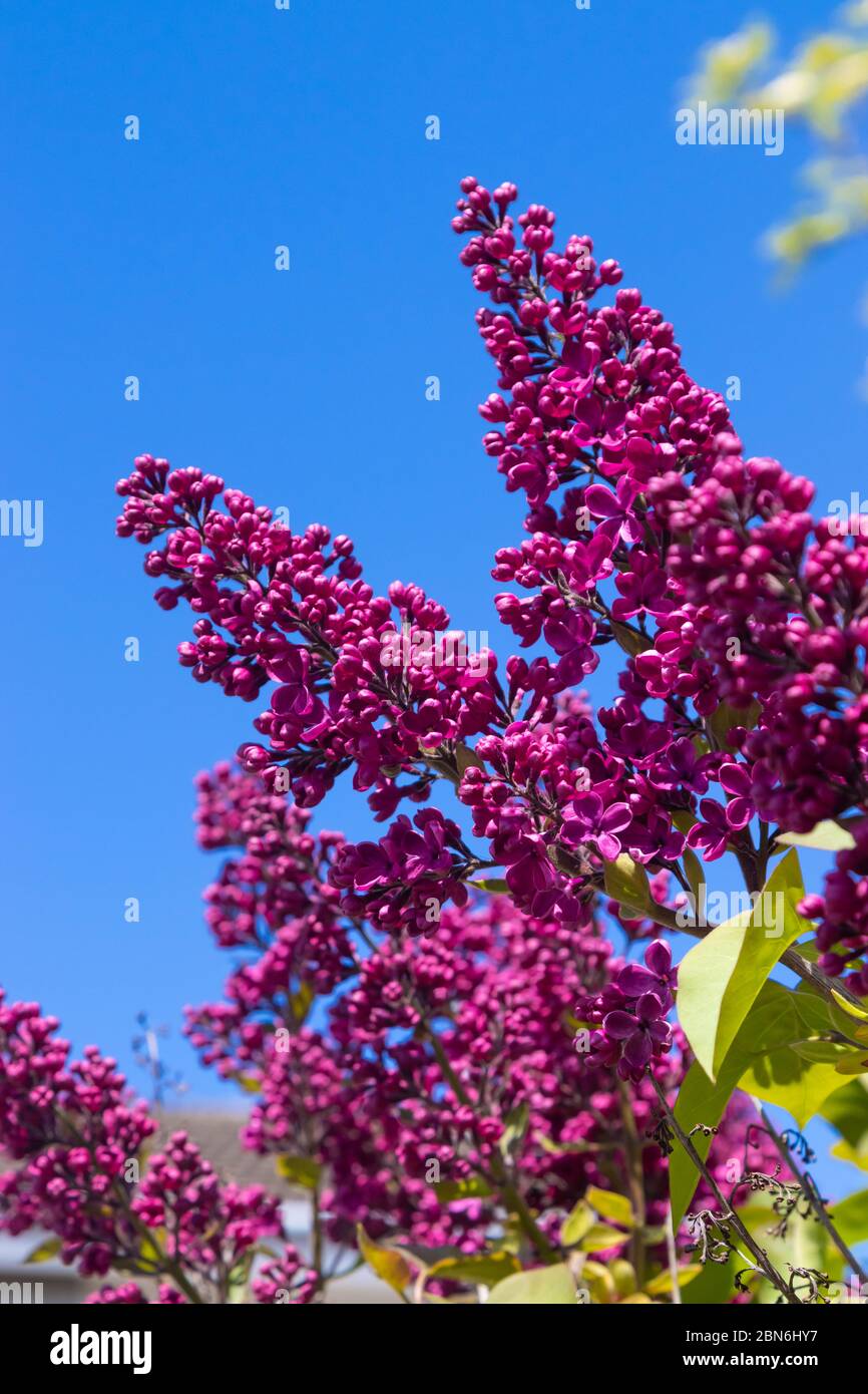 Nahaufnahme eines schönen dunkelvioletten Fliederbusches Stockfoto