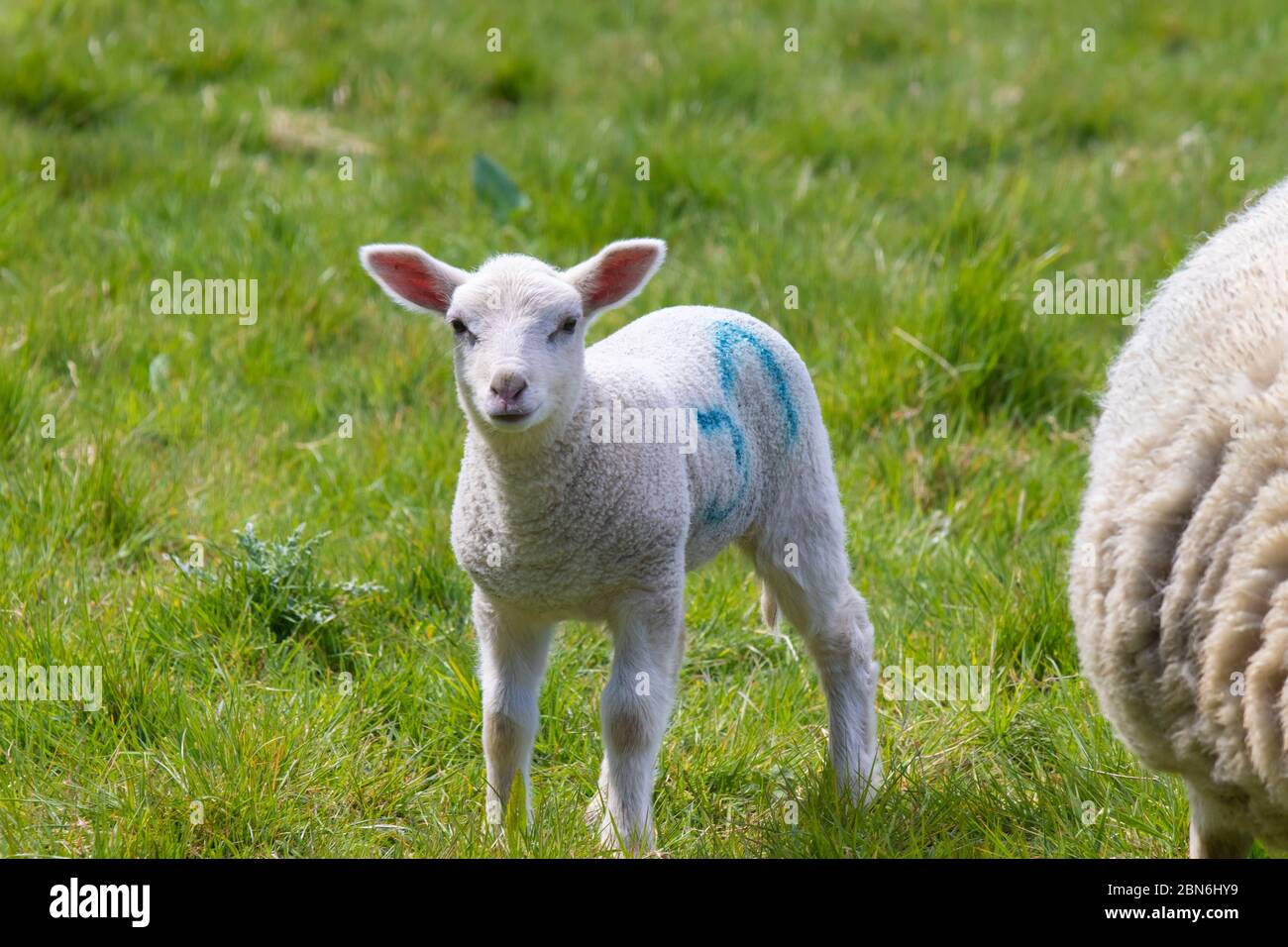 Porträt eines Lammes mit rosa Ohren auf Gras, das die Kamera anschaut Stockfoto