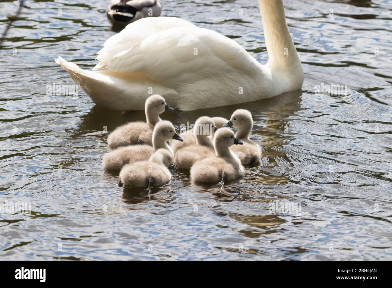 Sieben niedliche Cygnets schwimmen in der Nähe ihrer Eltern. Stockfoto