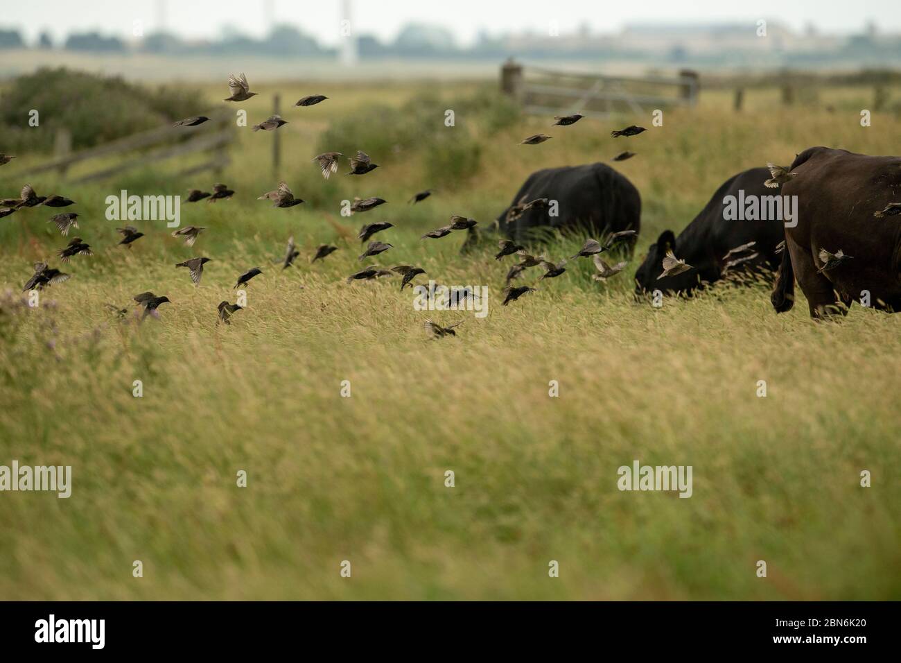 VOGEL. Stare, Herde im Flug über Wiese mit Rindern, Kent UK Stockfoto