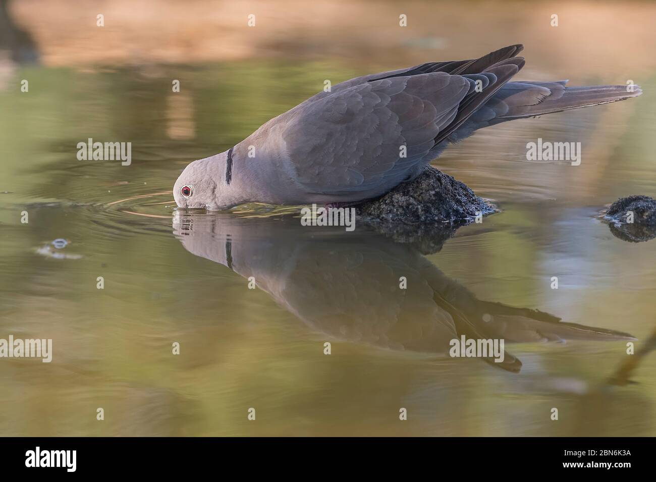 Türkische Schildkröte Taube Trinkwasser im Teich Stockfotografie Alamy
