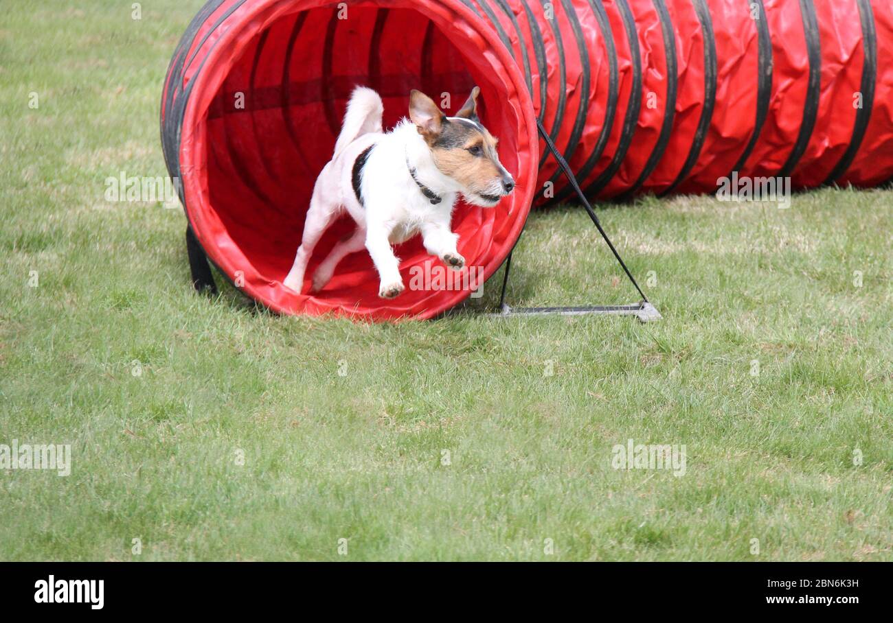 Ein kleiner Fit Hund, der aus einem Agility Course Tunnel läuft. Stockfoto