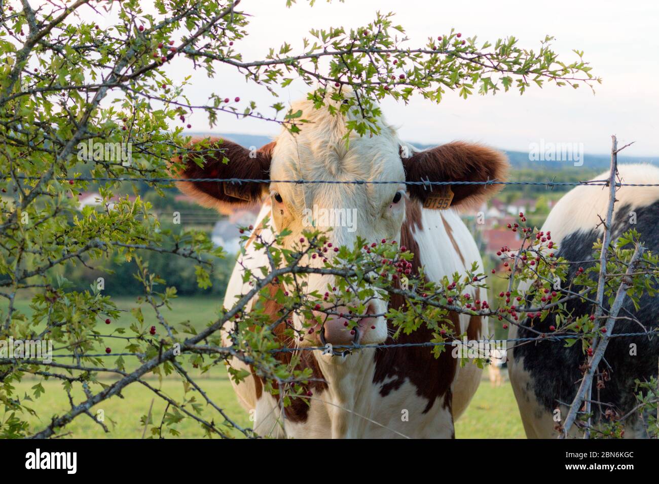 Jolie jeune vache laitière Montbeliarde avec un anneau anti-succion dans le nez nous regardant cachée derrière des branches d'arbustes à baies et une Stockfoto