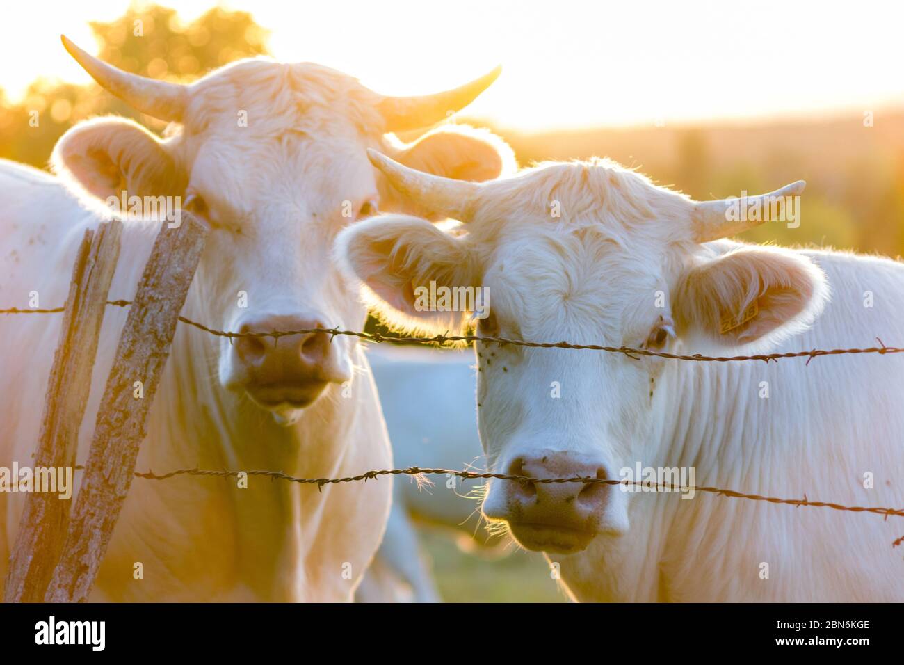 Deux boeufs blancs regardant derrière une clôture de barbelés baignés d'une lumière rasante dorée Stockfoto