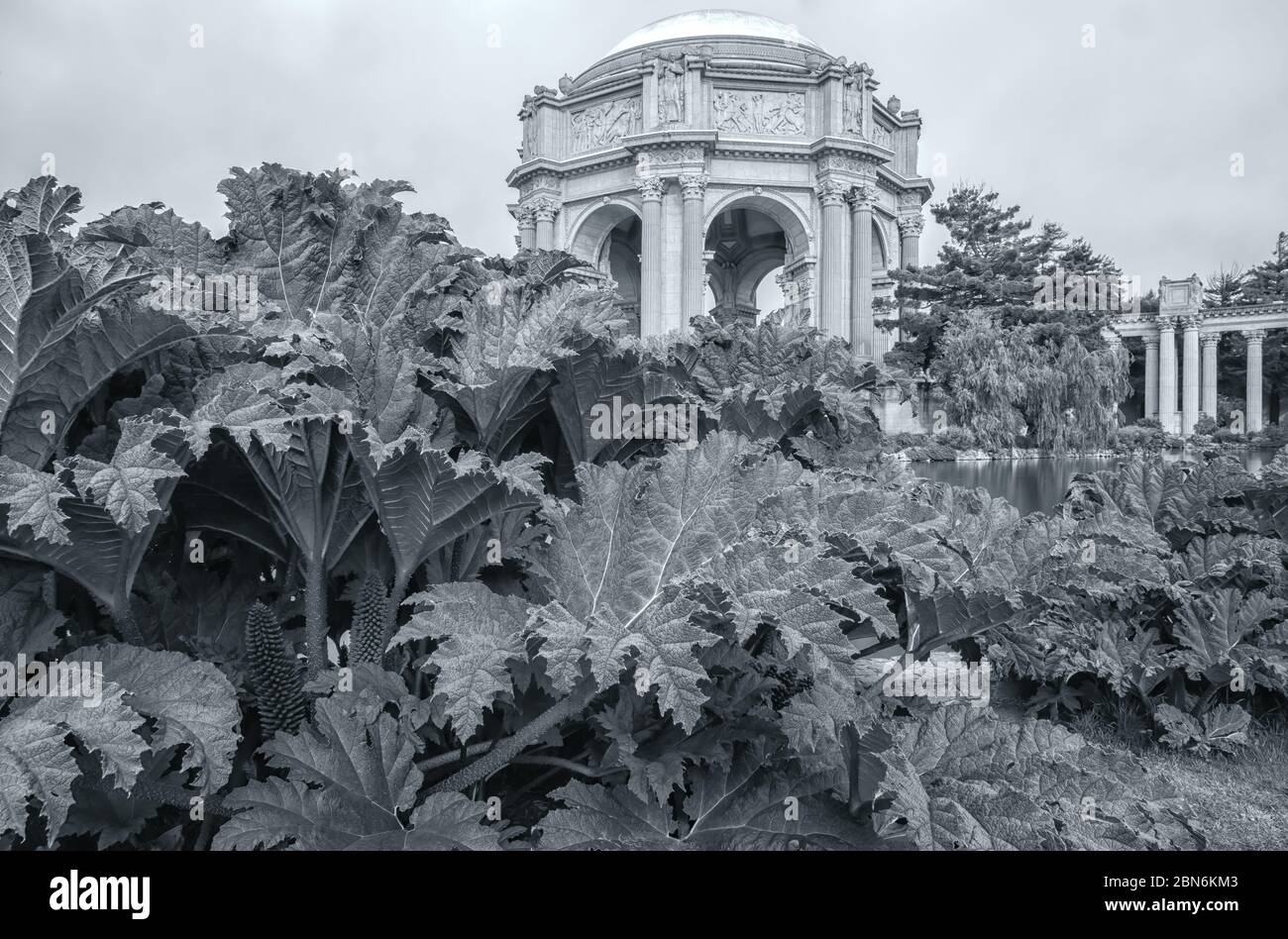 Malerischer Blick auf den Palace of Fine Arts mit der riesigen Rhabarberpflanze Gunnera Manicata im Vordergrund, San Francisco, Kalifornien, USA. Stockfoto