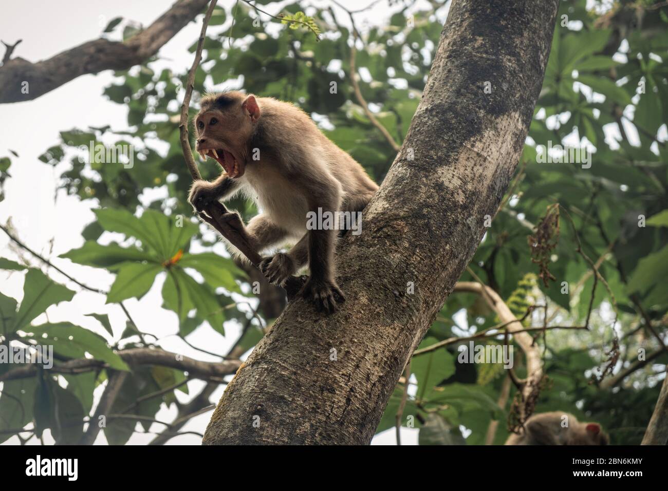 Low Angle View der Affe mit offenem Mund am Baum Stockfoto