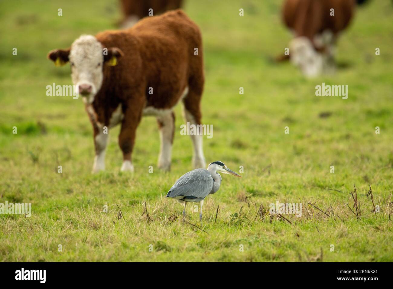 VOGEL. Graureiher, Jagd in einem Feld von Rindern, Norfolk UK Stockfoto