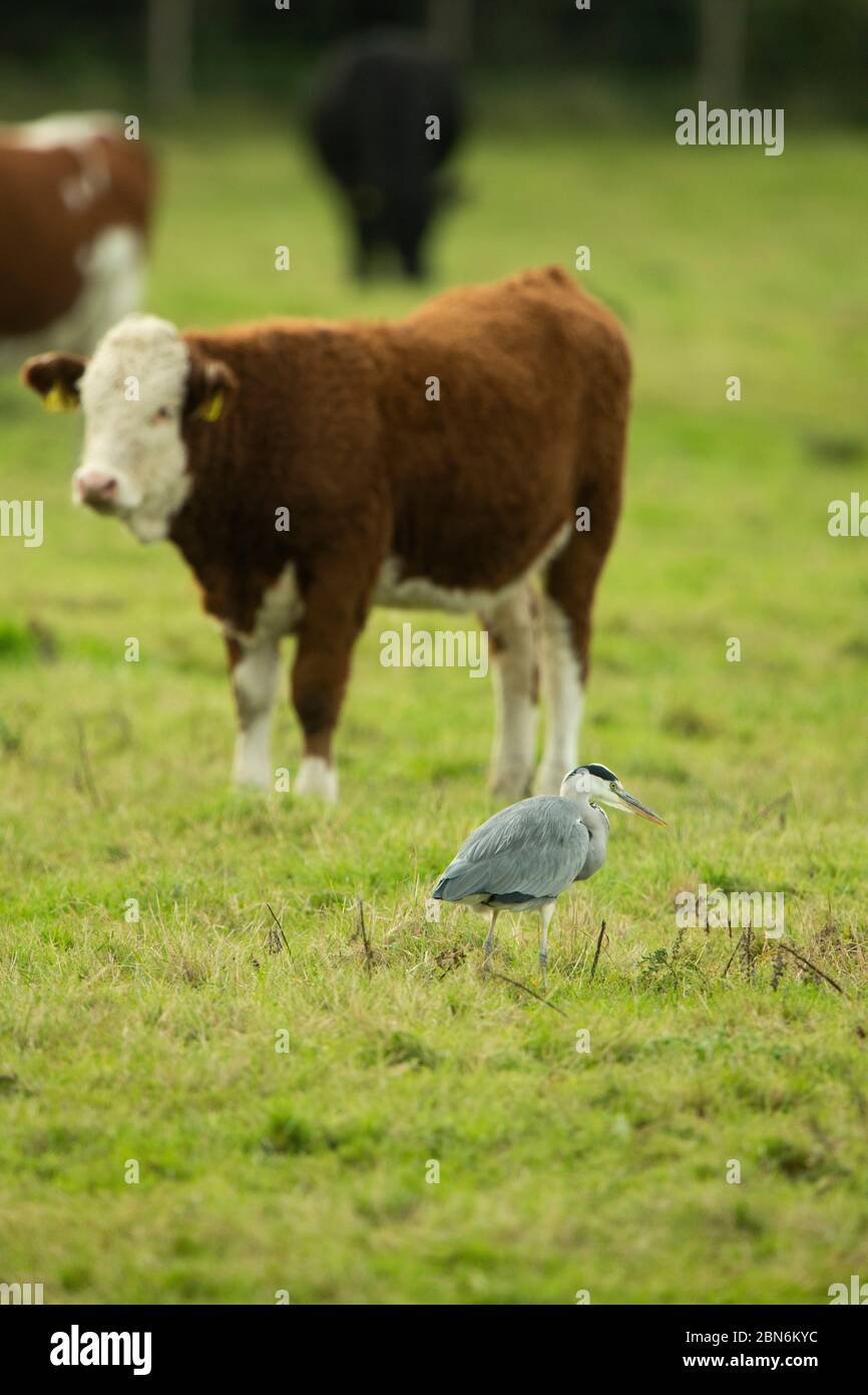 VOGEL. Graureiher, Jagd in einem Feld von Rindern, Norfolk UK Stockfoto