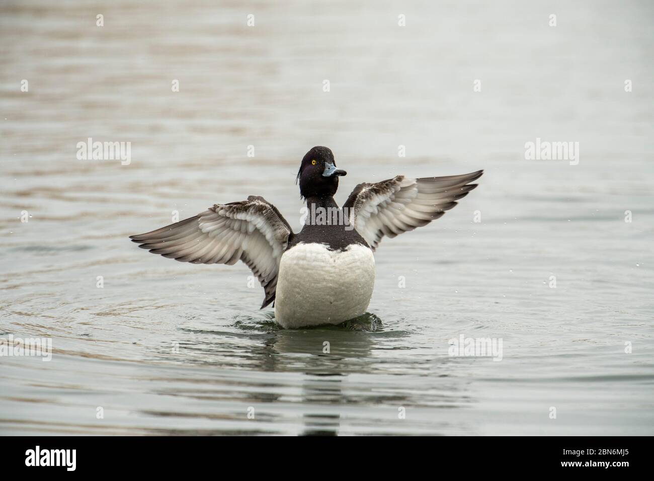 VOGEL. Tufted Duck, flatternde Winde nach dem Baden, Surrey UK Stockfoto