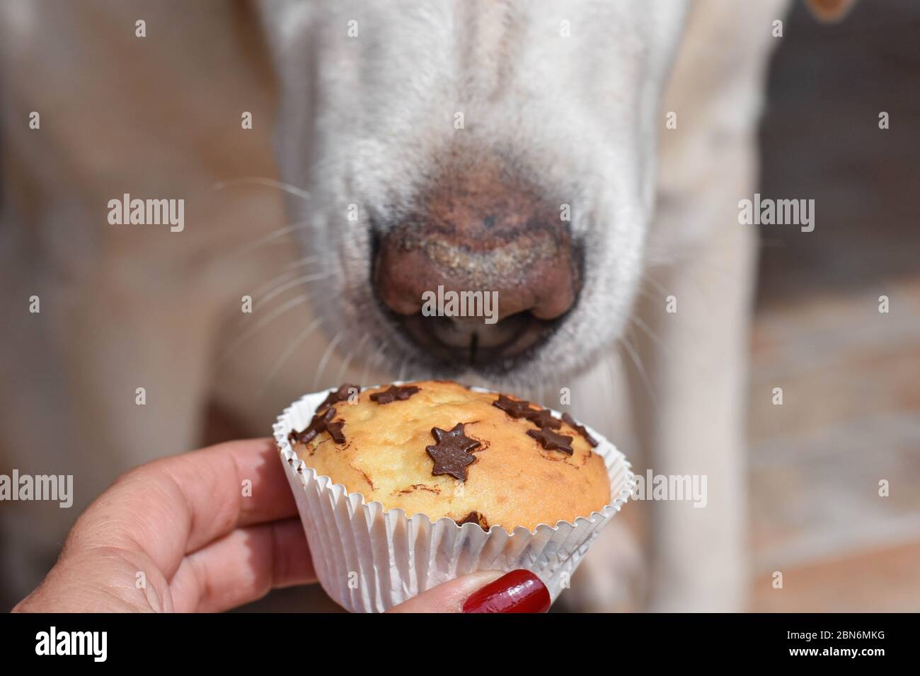 Schöne Labrador Retriever Hunde warten auf ein Genuss - hausgemachte köstliche Vanille muffin whit Chocolate Chips Stockfoto
