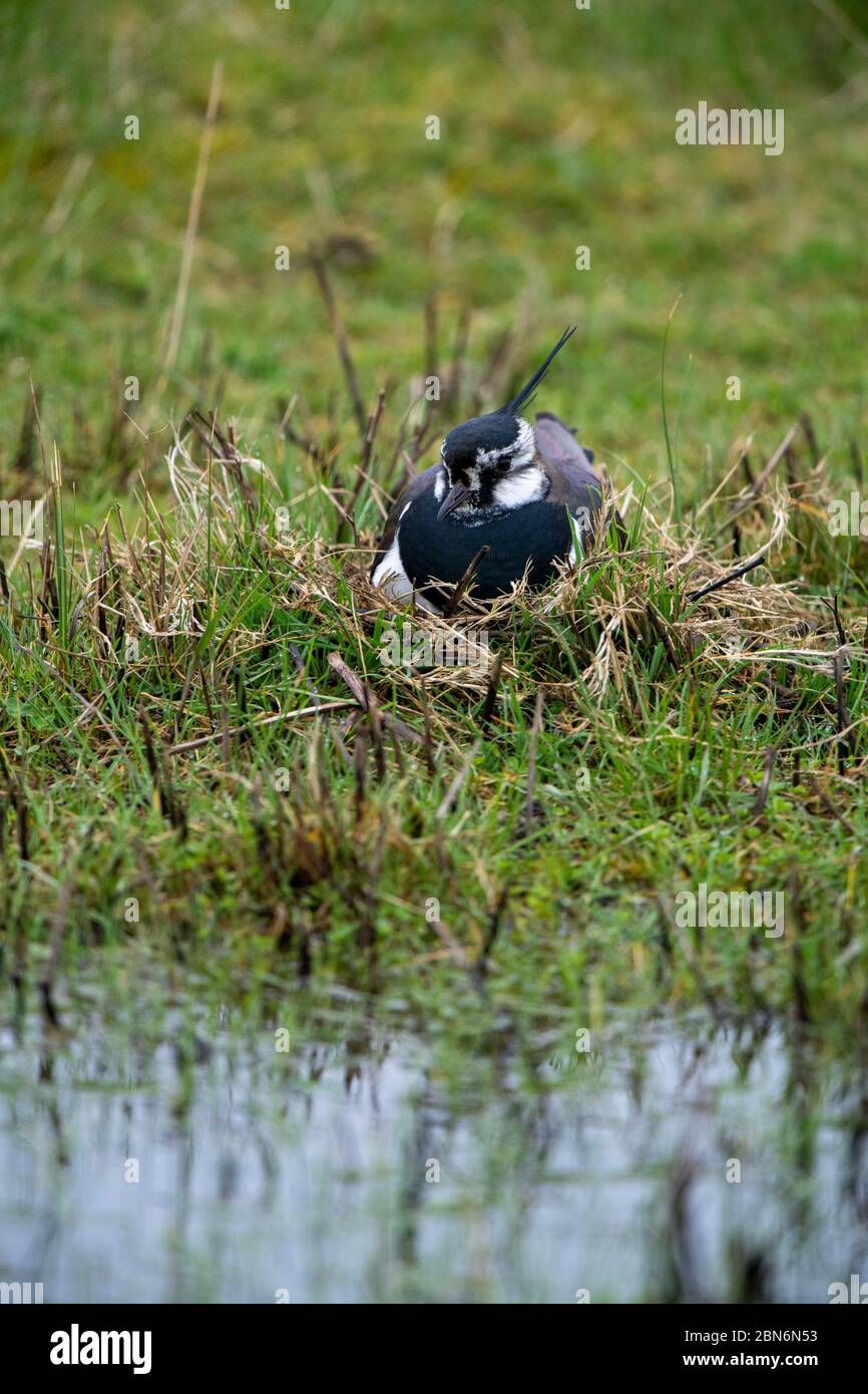 VOGEL.Kiebitz auf Nest in Wasserwiese, Kent UK Stockfoto
