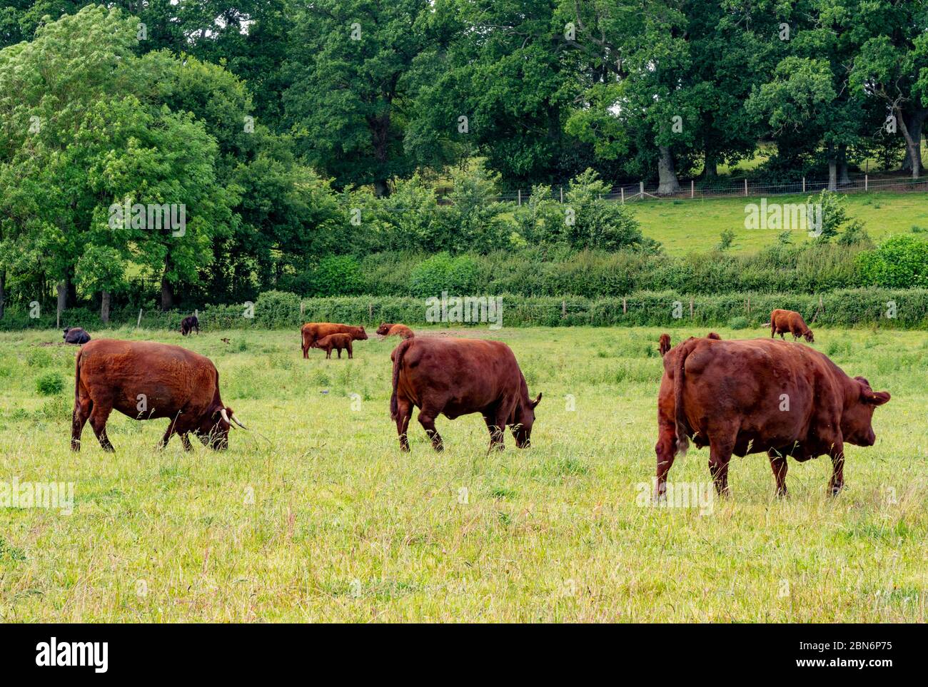 Devon Ruby Red Cow Stockfoto