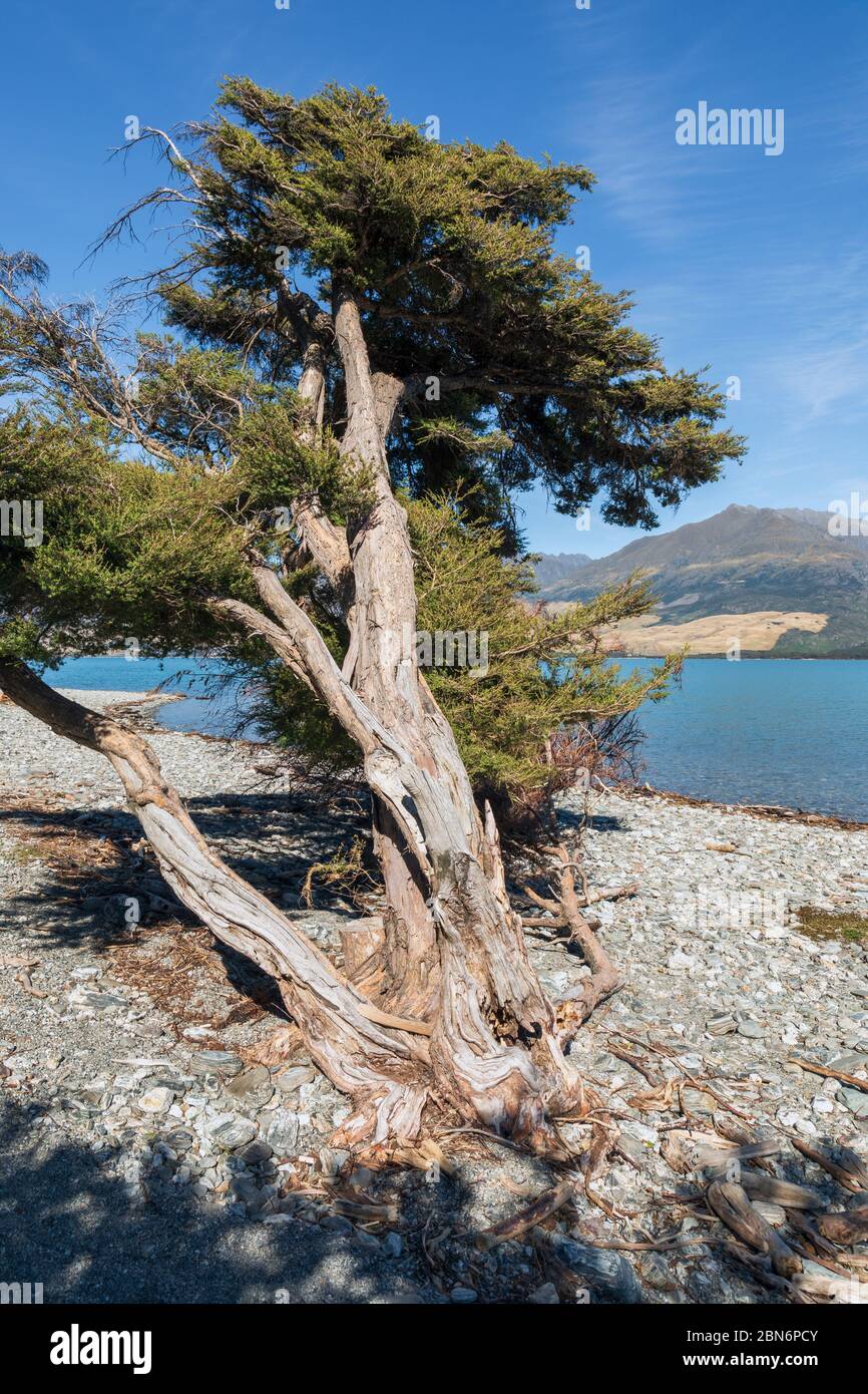 Ein alter verdrehter Baum am See am Boundary Creek, Lake Wanaka, South Island, Neuseeland Stockfoto