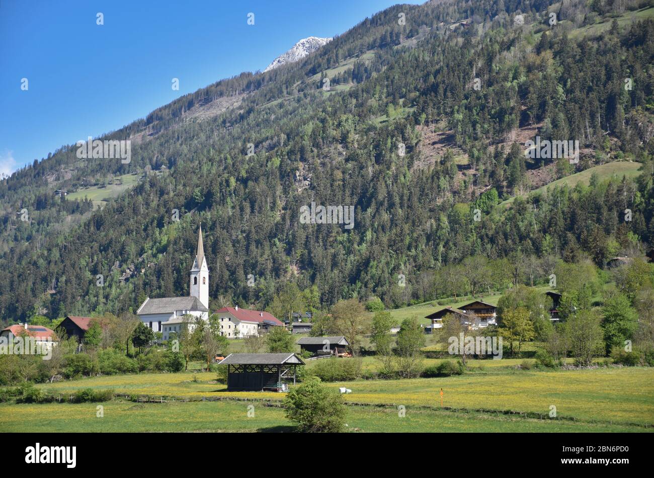 Iseltal, Osttirol, Frühling, Ainet, Schobergruppe, Dorf, Siedlung, Kirche, Weg, Feldweg, Feld, Acker, Landwirtschaft, Wiese, Blumenwiese, gelb, Löwenz Stockfoto