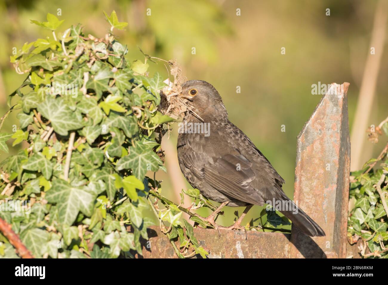 Henne Amsel trägt Nestbaumaterial Stockfoto