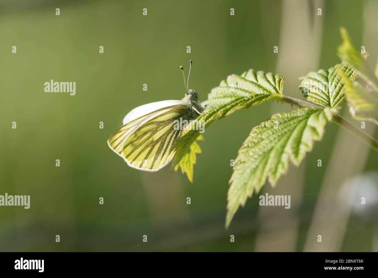 Grün-geäderten weißen Schmetterling im Mai Stockfoto