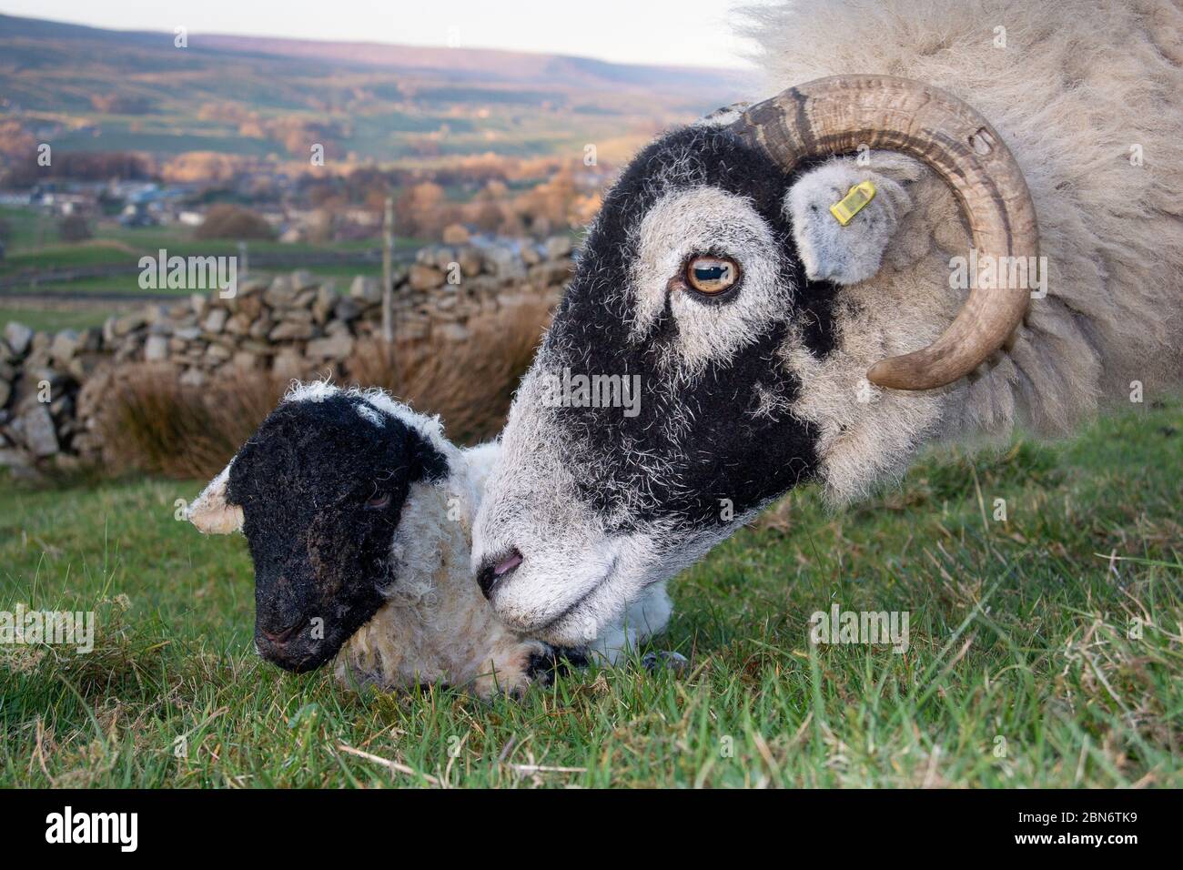 Swaledale Mutterschafe mit einem neugeborenen Lamm in lambing Feld. North Yorkshire, Großbritannien. Stockfoto