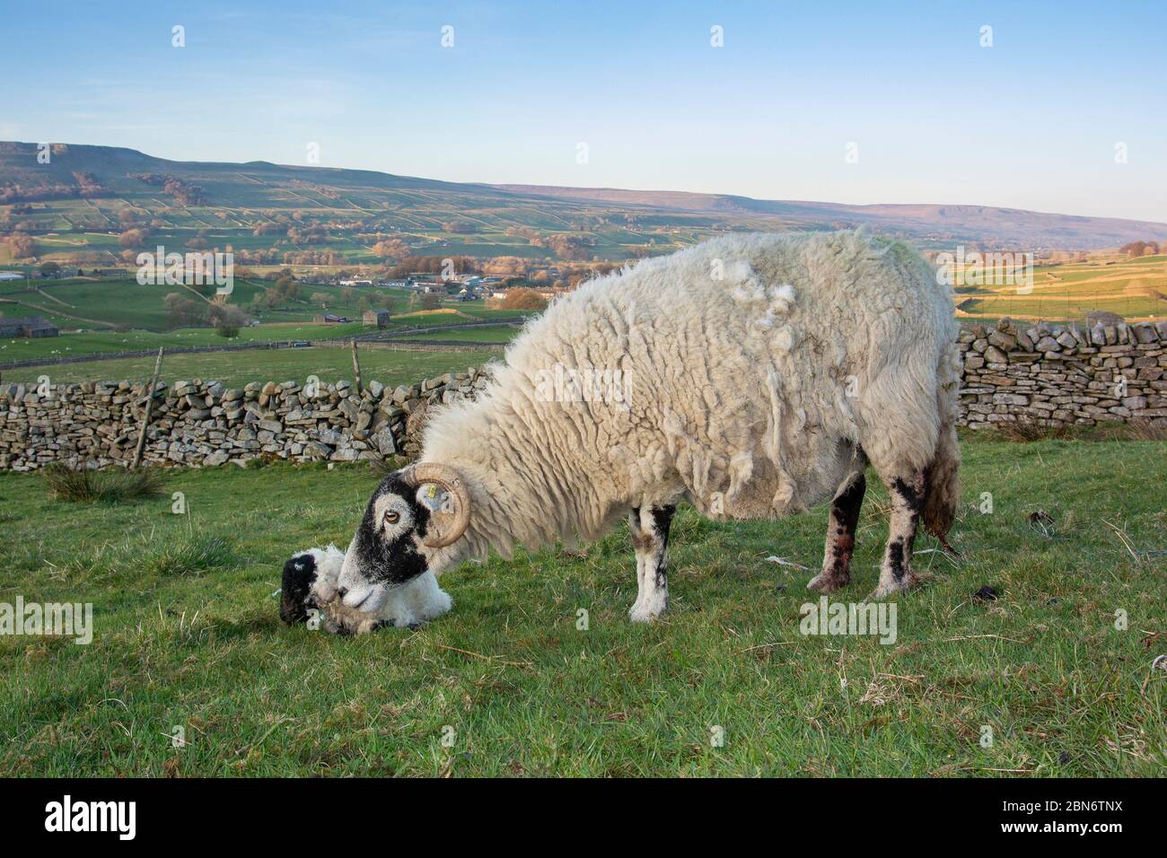Swaledale Mutterschafe mit einem neugeborenen Lamm in lambing Feld. North Yorkshire, Großbritannien. Stockfoto