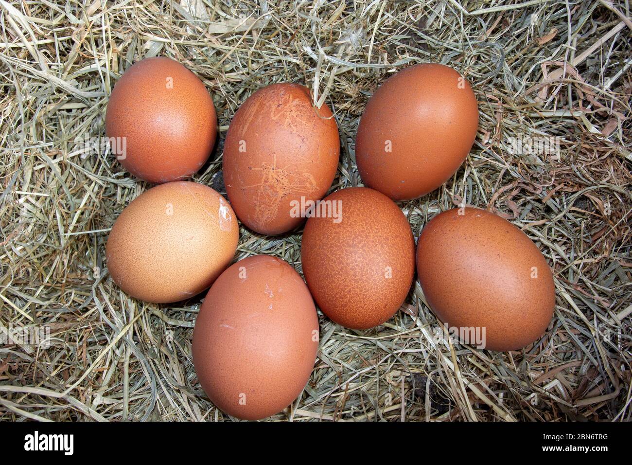 Nest der Freilandhennen Eier in einem Nistkasten von Heu gelegt. North Yorkshire, Großbritannien. Stockfoto