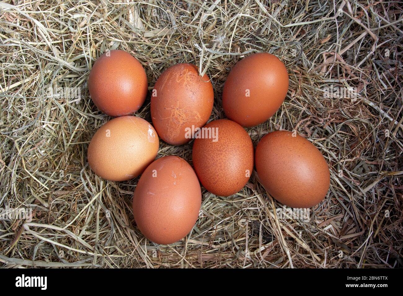 Nest der Freilandhennen Eier in einem Nistkasten von Heu gelegt. North Yorkshire, Großbritannien. Stockfoto