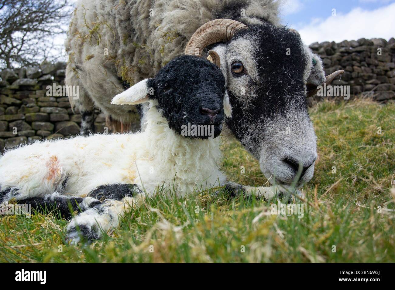 Swaledale Mutterschafe mit einem neugeborenen Lamm in lambing Feld. North Yorkshire, Großbritannien. Stockfoto