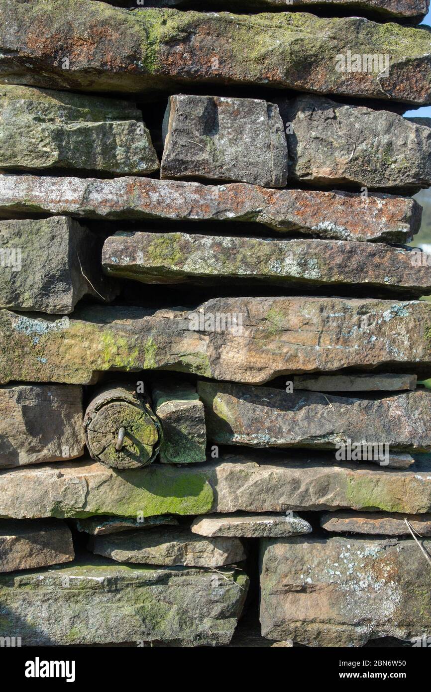 Neu gebaute Trockensteinmauer, Teil eines Zuschusssystems zur Wiederherstellung von Mauern auf Farmen im Vereinigten Königreich. North Yorkshire. Stockfoto