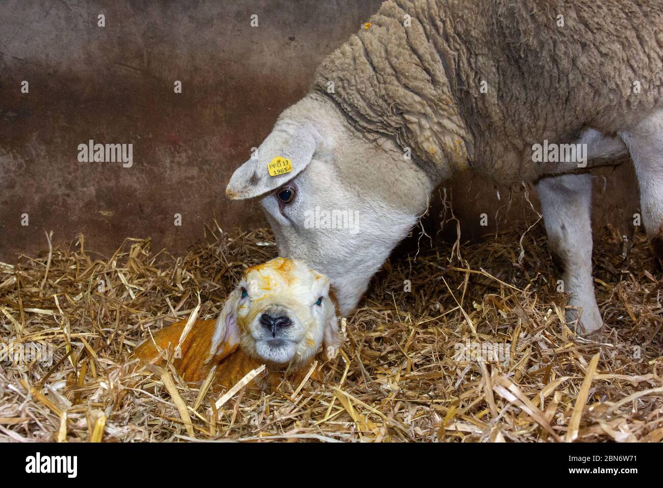 Texel Mutterschafe mit neugeborenem Lamm, innen auf Stroh. North Yorkshire, Großbritannien. Stockfoto