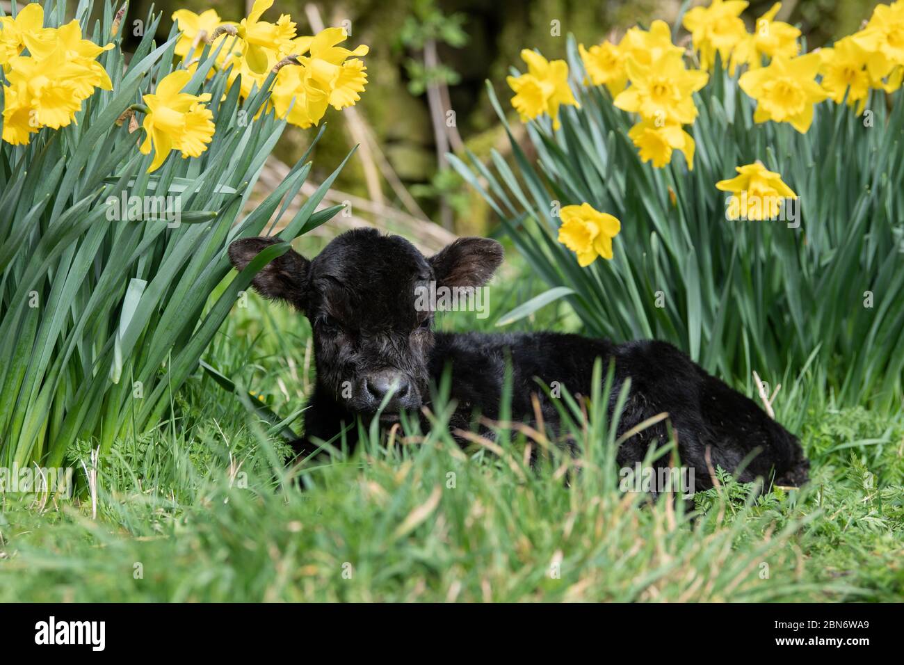 Minnie, das kleine Aberdeen Angus Kalb, genießt die Sonne inmitten der Narzissen. Sie war zu klein, um bei ihrer Mutter zu bleiben, und wog nur 15kg A Stockfoto