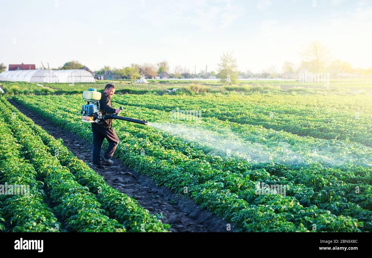 Ein Bauer sprüht eine Kartoffelplantage mit Pestiziden. Schutz vor Insektenpflanzen und Pilzinfektionen. Landwirtschaft und Agrarindustrie, Landwirtschaft Stockfoto