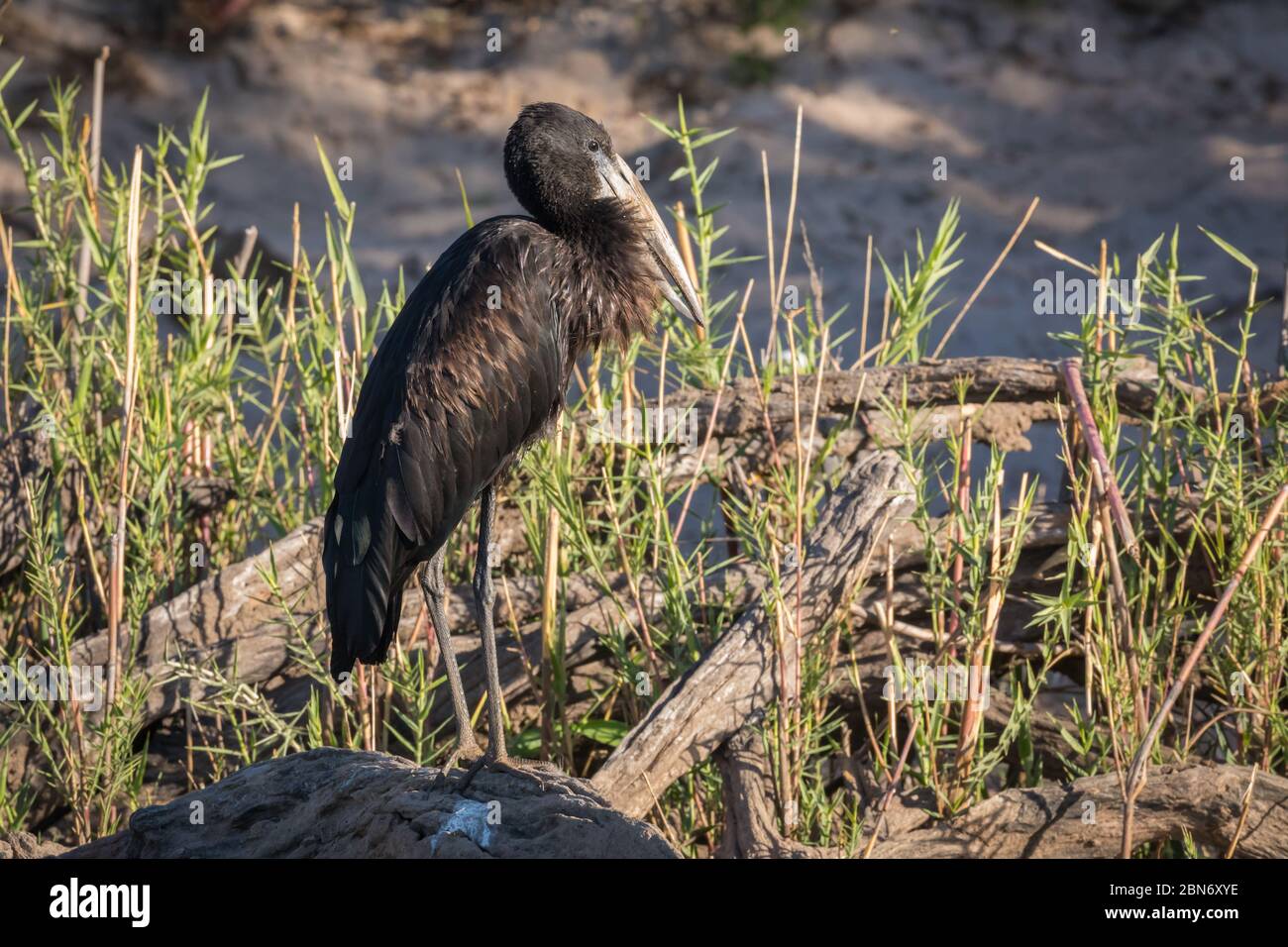 Ein einziger afrikanischer Opernbill, der am Ufer des Flusses Zambezi, Sambia, steht Stockfoto
