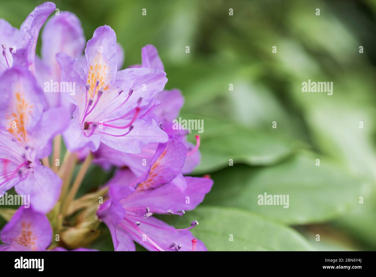 Eine Nahaufnahme von Teilen einer Rhododendron-Blume. Stockfoto