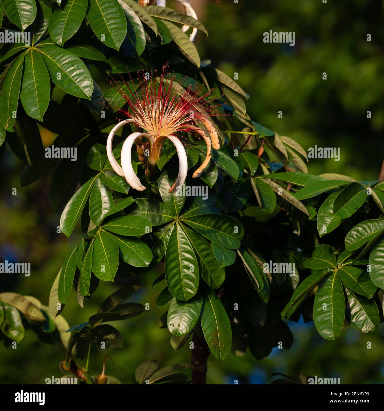 Pachira aquatica oder Malabar Chestnut, Tortuguero NP, Costa Rica Stockfoto