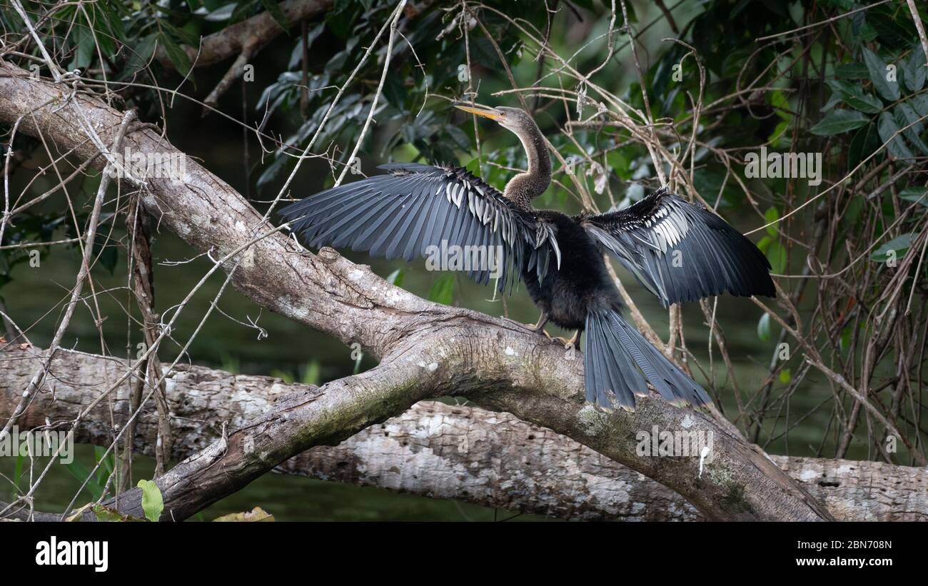 Anhinga, Schlangenvogel oder Darter (Anhinga anhinga), der seine Federn trocknet, Costa Rica Stockfoto