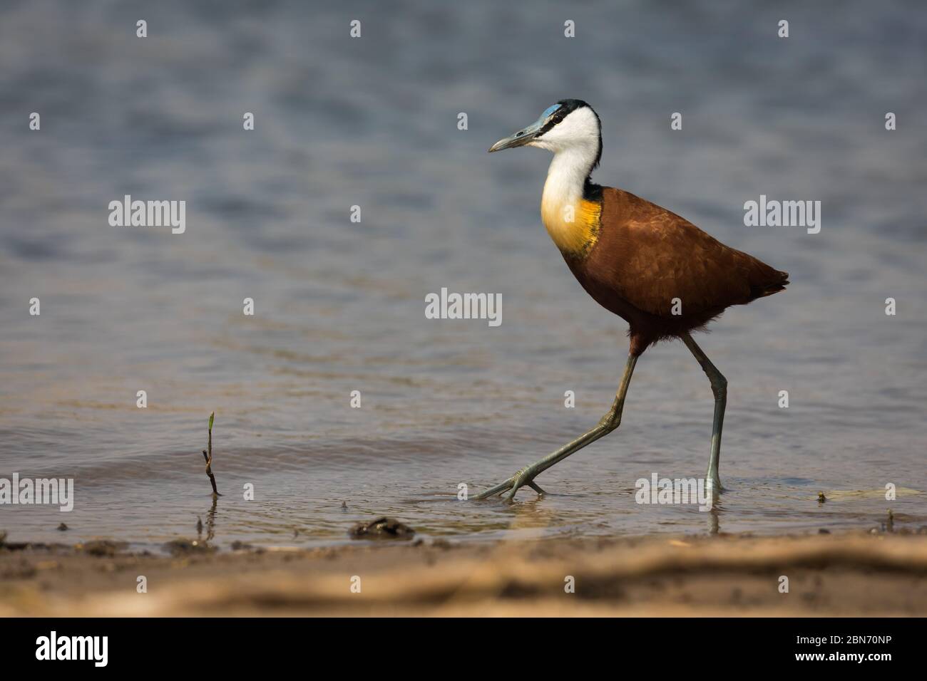 Afrikanische jacana Wandern im Wasser, Lower Zambezi National Park, Sambia Stockfoto