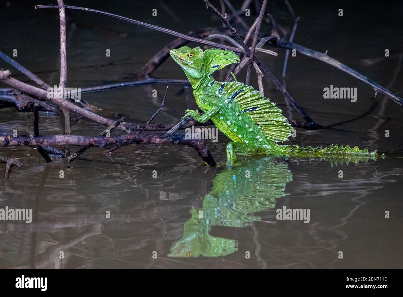 Basilisk oder 'Jesus Christus' Lizard kann über Wasser laufen, Costa Rica Stockfoto
