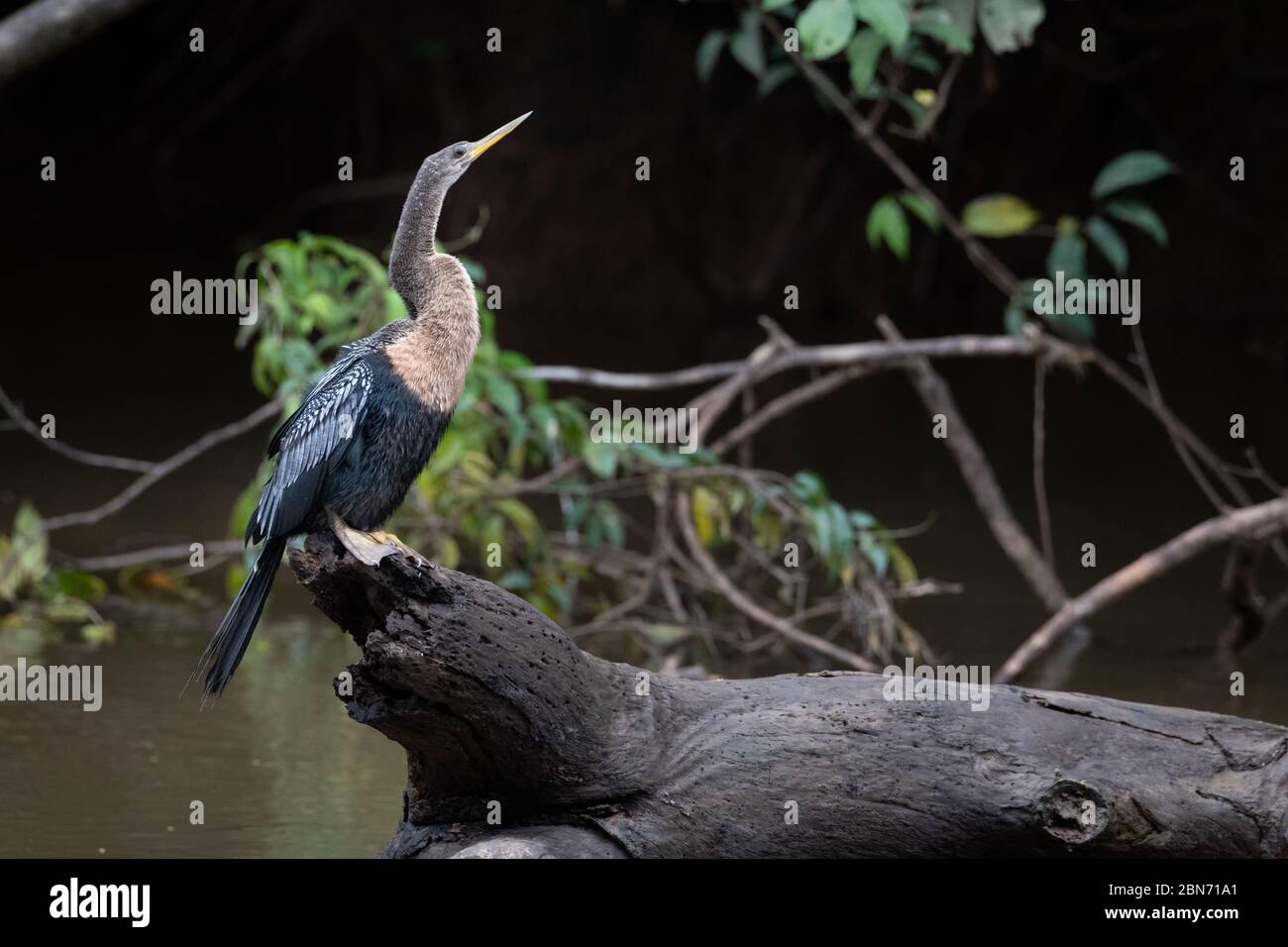 Anhinga, Snakebird oder Darter (Anhinga anhinga), Costa Rica Stockfoto