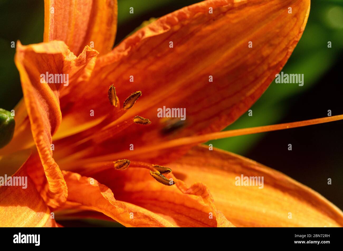 Bild einer orangen Seerose, Kornlilie, Tigerlilie, Grabenlilie (Hemerocallis fulva) - Nahaufnahme Stockfoto