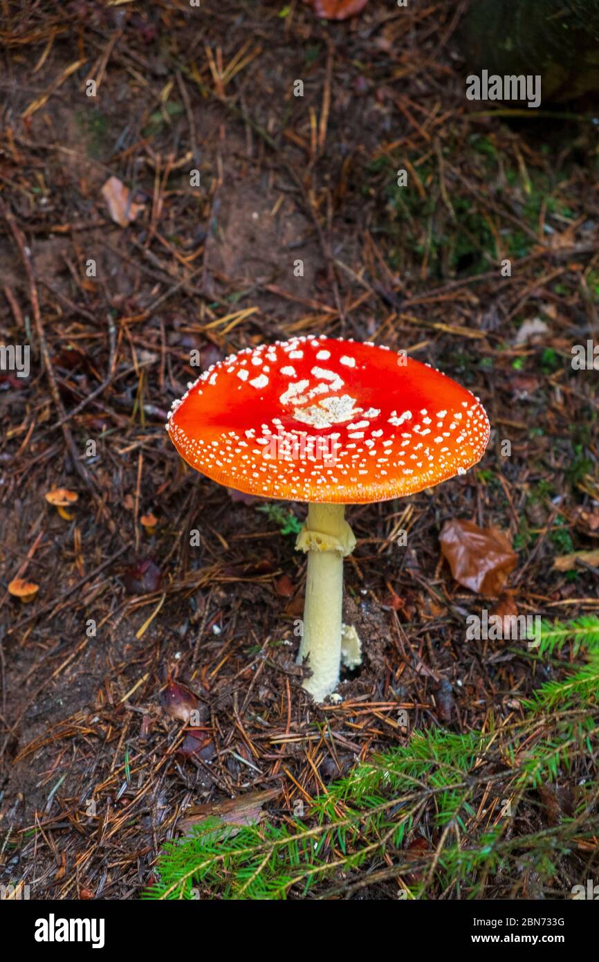 amanita muscaria - flyagaric Pilz Stockfoto