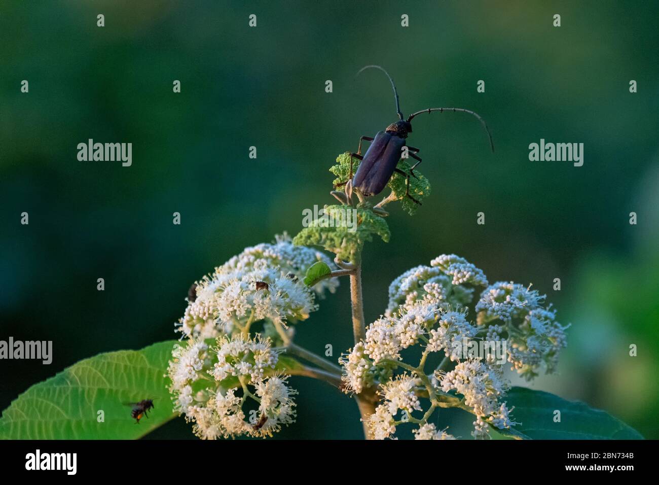 Bug auf Wildblume mit verschwommenem Hintergrund Stockfoto