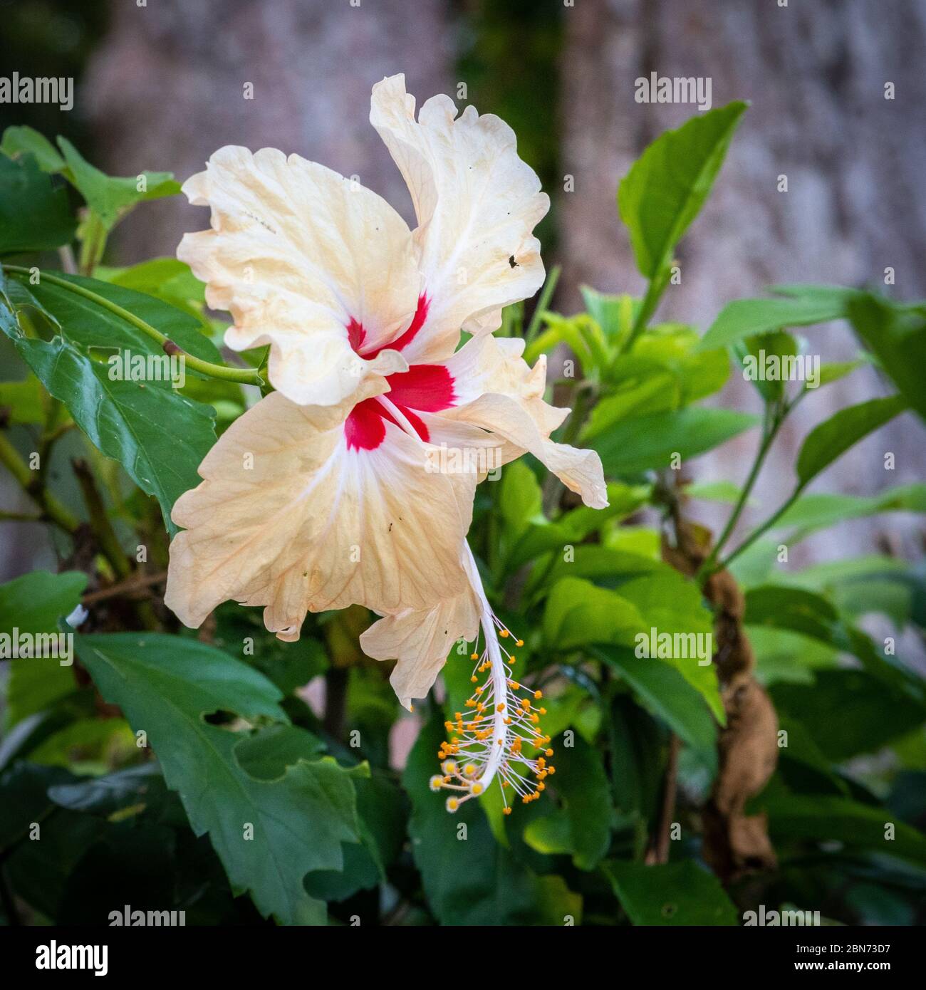 Weiße Hibiskusblüte mit rotem Zentrum Stockfoto