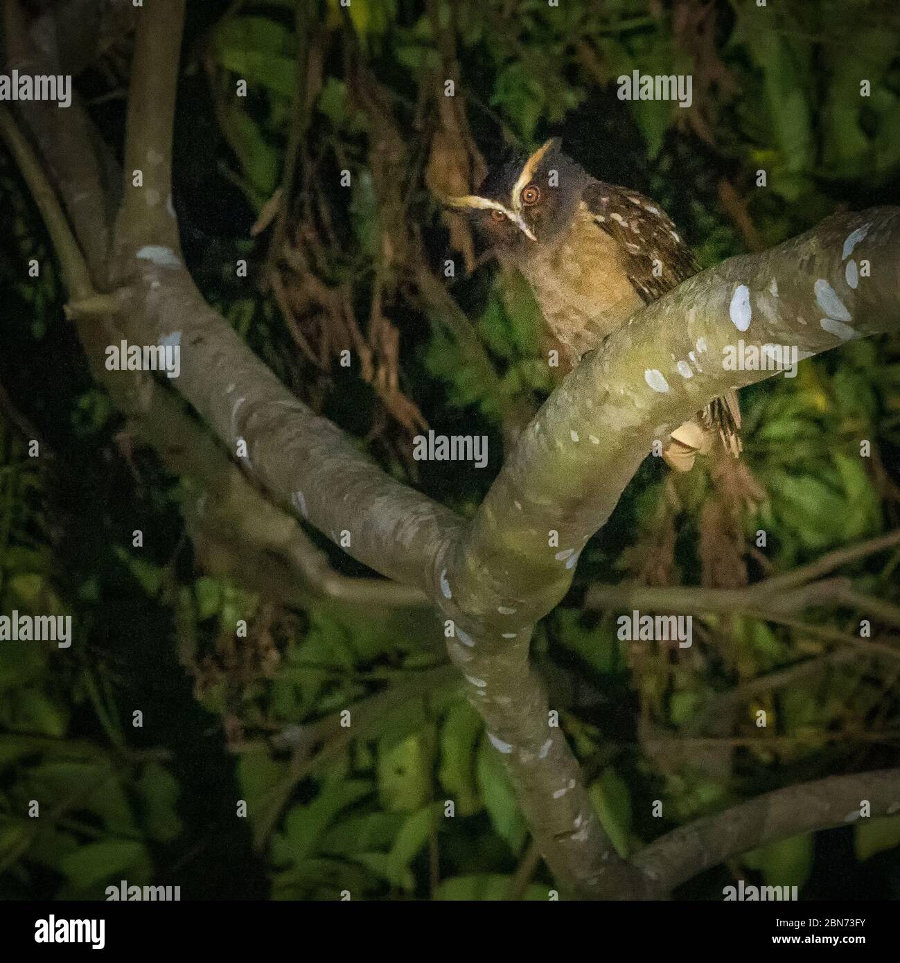 Eule (Lophostrix cristata) in der Nacht Stockfoto