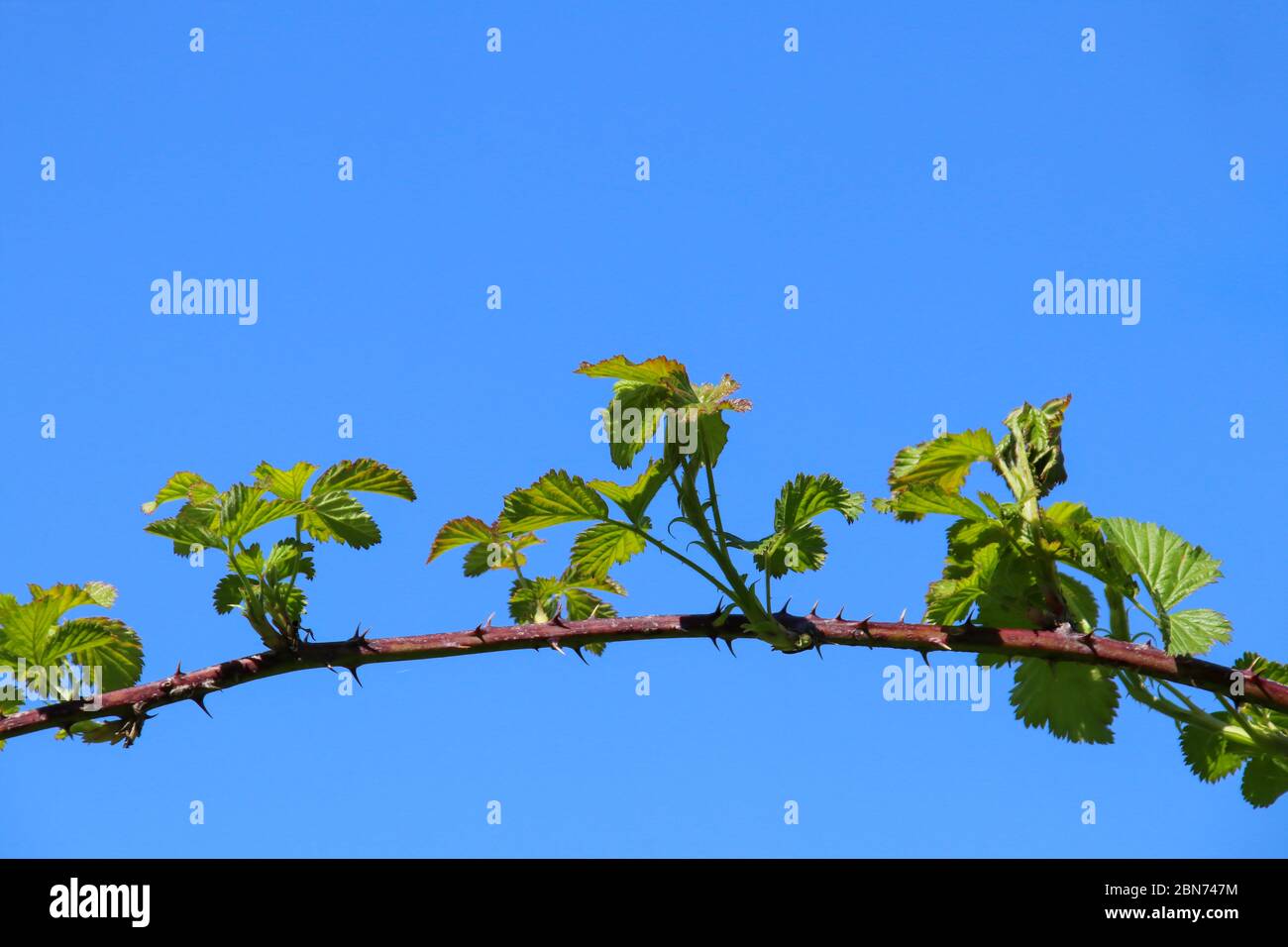 Ein dorniger Brombeerstamm, Rubus fruticosus, mit frischen grünen Blättern, die im Frühlingssonne vor einem klaren blauen Himmel isoliert sind. Stockfoto