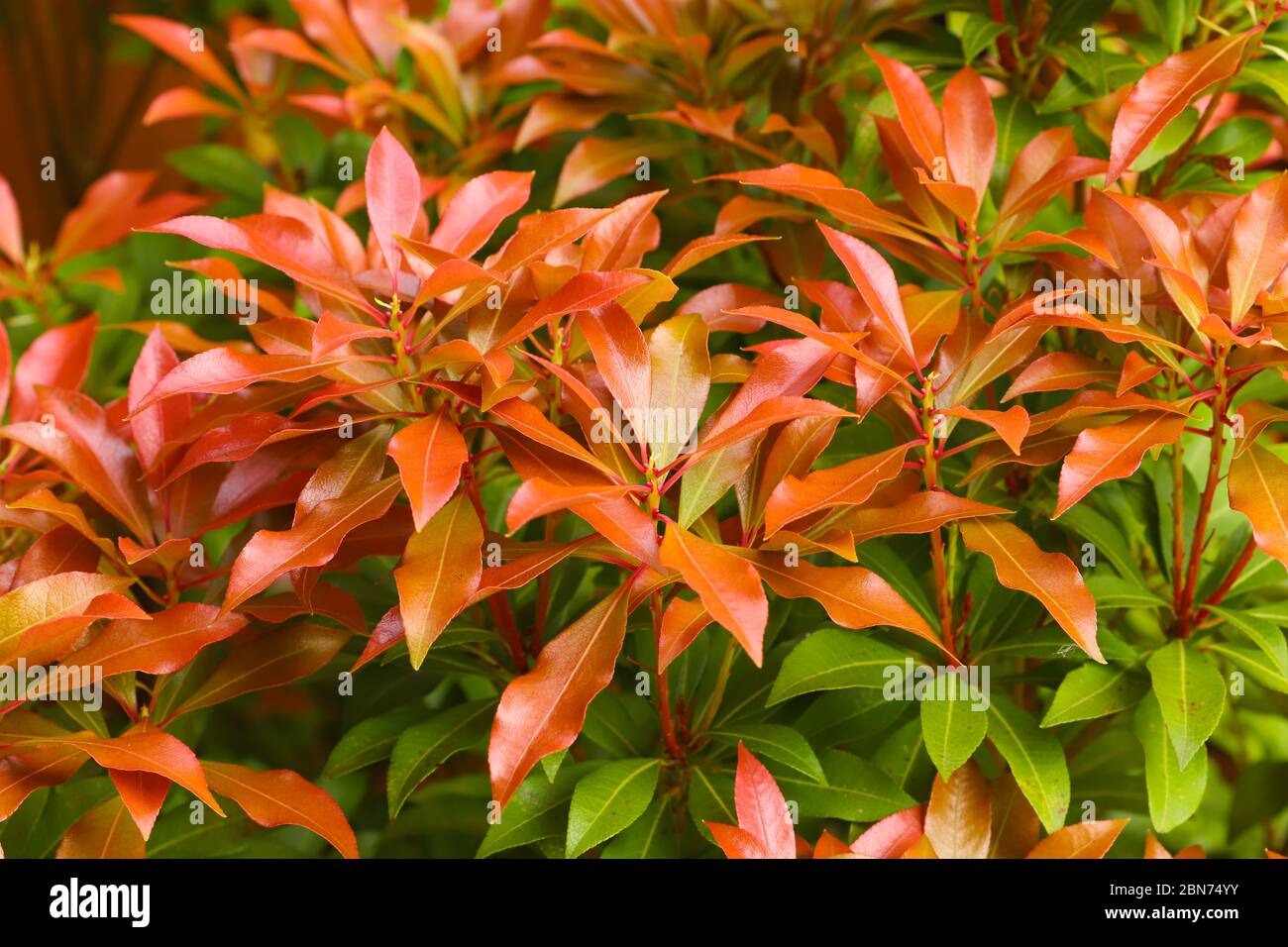 Rot und orange frisch gespülte Blätter eines Pieris japonica Busches im Frühjahr Stockfoto