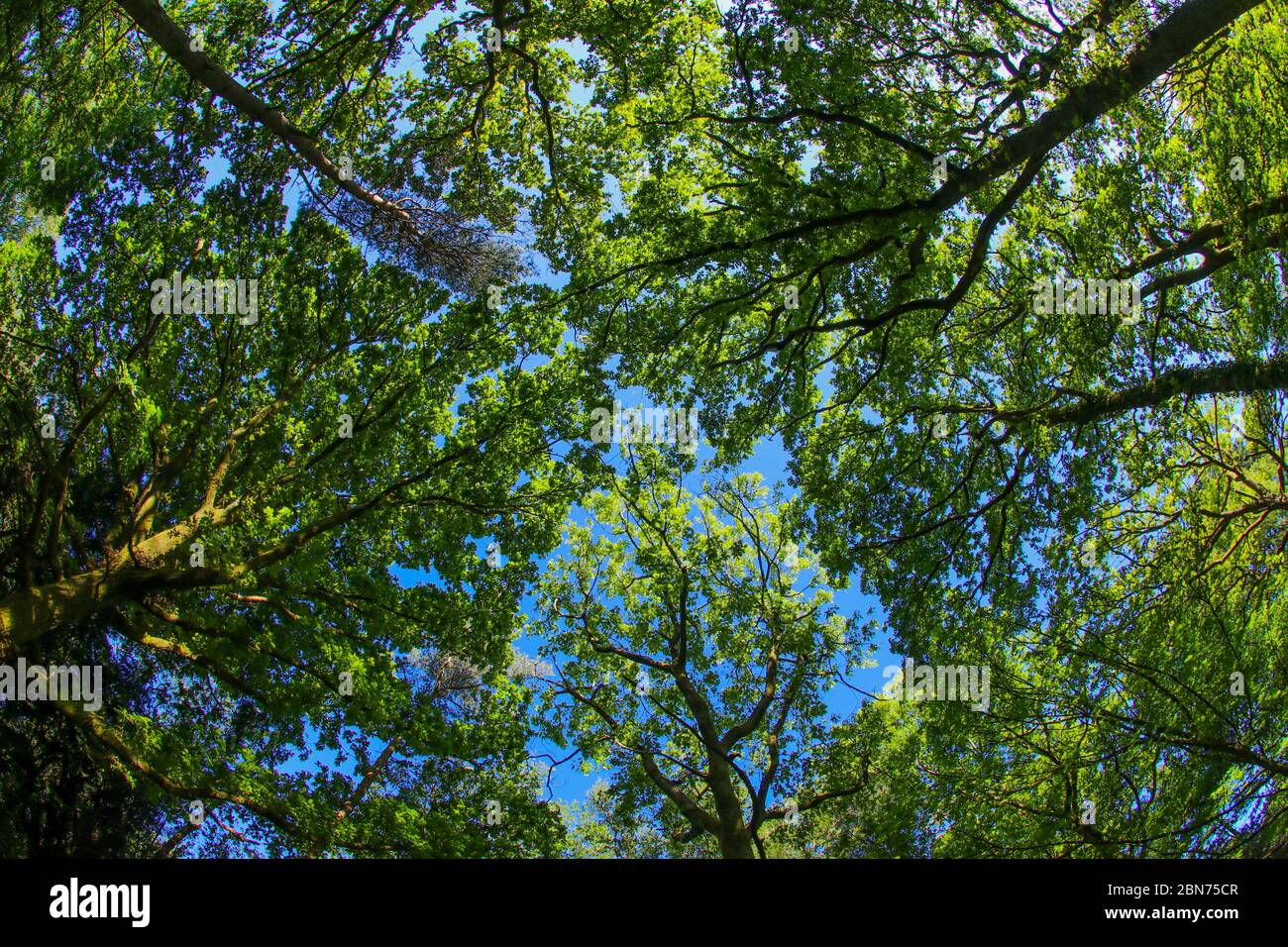 Ein uralter Waldbaum Baldachin in Großbritannien durch eine Fischaugenlinse in der Frühlingssonne mit frischen grünen Blättern vor einem blauen Himmel Stockfoto